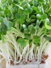 Zdjęcie Rzodkiewka nasiona na kiełki 15g - Tarczyn