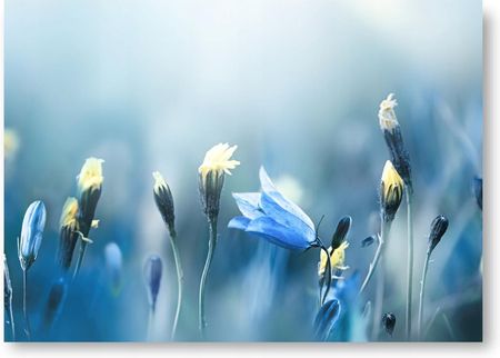 Kwiat Niebieski Boho plakat 30x40cm obraz #208