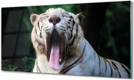 Obraz na szkle na ścianę Biały tygrys 100x50