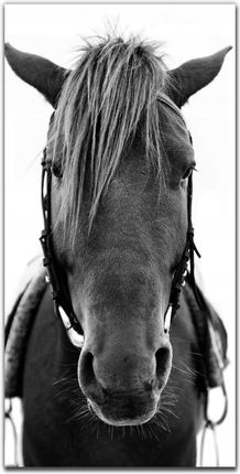 Foto-obraz na szkle nowoczesny 50x100 Koń zwierzę