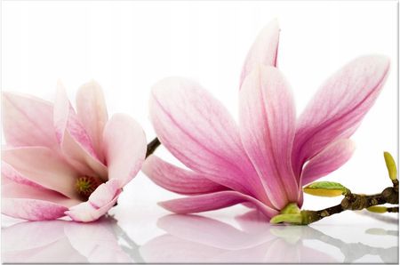 Obraz Różowe magnolie 60x40 Kwiaty 1179A_1E salon
