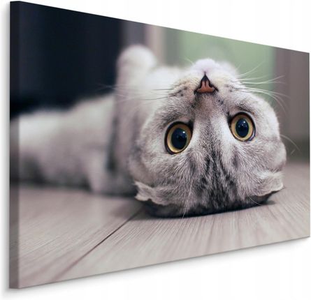 Obraz do Salonu Szkocki Kot Zwierzę Portret 40x30