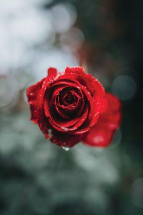 Plakat Czerwona Róża krople wody kwiat 61x91,5 cm