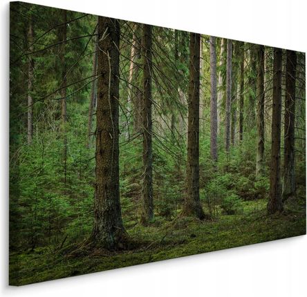 Obraz Ścienny Las Drzewa Przyroda Pejzaż 3D 120x80