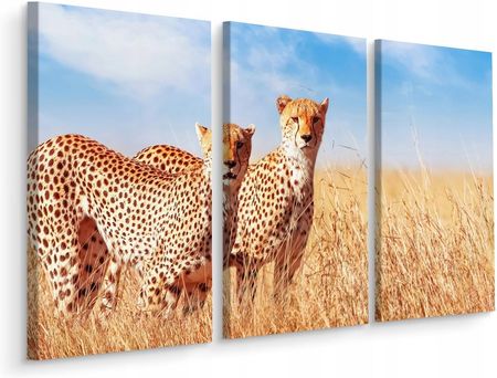 Obraz Tryptyk Gepardy Zwierzęta Serengeti 120x80