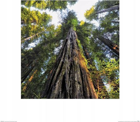 Wysokie sekwoje drzewa las reprodukcja 40x40 cm