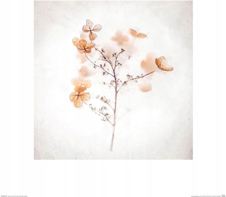 Suszone hortensje kwiaty reprodukcja 40x40 cm