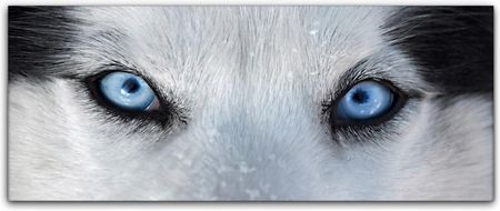 Obraz na płótnie na ścianę 125x50 Husky Oczy Pies