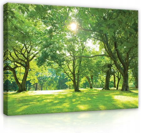 Obraz Na Płótnie Drzewa Łąka Natura Duży 120x80