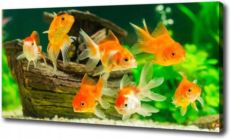 Foto obraz canvas na ścianę Złote rybki 100x50 cm