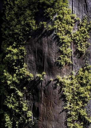 Kora drzewa z mchem plakat na ścianę 50x70 cm
