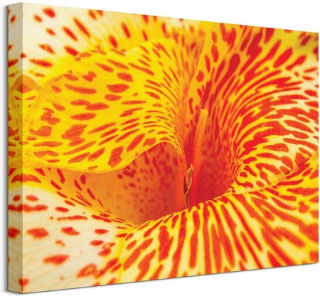 Obraz na płótnie Alstremeria Kwiat 40x30 cm