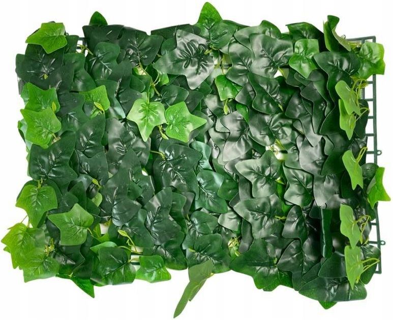 Panel zielona żywa ściana z bluszczu bluszcz 60x40 Opinie i