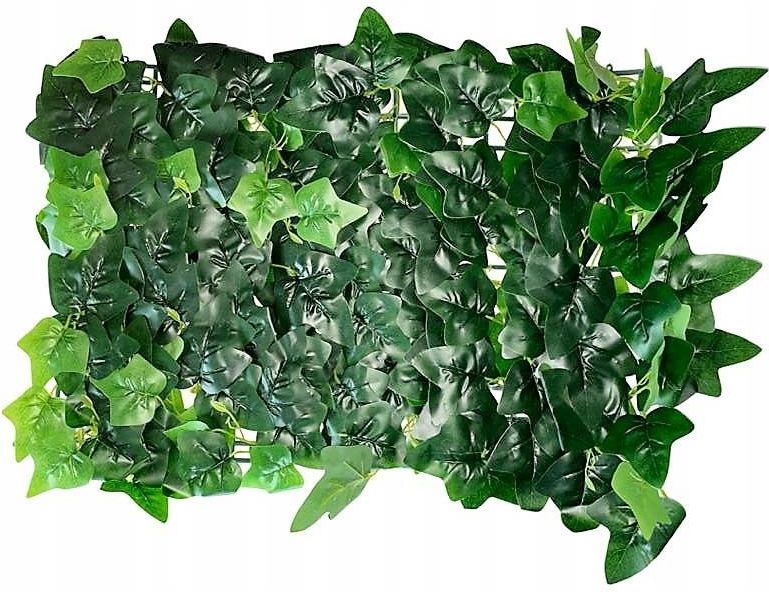 Panel zielona żywa ściana z bluszczu bluszcz 60x40 Opinie i