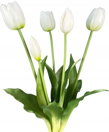 Tulipany Tulipan Bukiet Biały 5 Szt Gumowane Białe