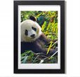 Obraz ścienny w ramie Mdf Panda bambus 20x30 cm