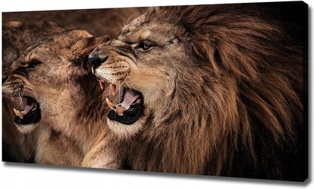 Foto obraz canvas na ścianę Ryczące lwy 120x60 cm
