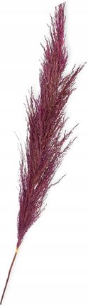 Trawa pampasowa fioletowa prawdziwa 120cm