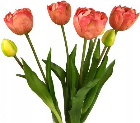 Bukiet Tulipanów 7 Tulipan Gumowane Różowy Ciemny