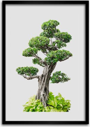 Ramka z grafiką na ścianę Drzewo bonsai 70x100 cm