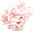 Magnolie pastelowe różowe (iar) 10 szt. mniejsze