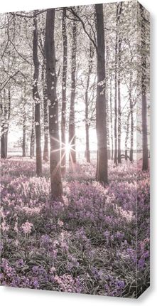 Zakito Posters Obraz 30x60cm Las Bluebell wiosną o zachodzie słońca Assaf Frank