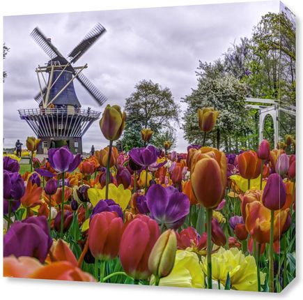 Zakito Posters Obraz 50x50cm Kolorowe tulipany w ogrodzie Keukenhof Assaf Frank