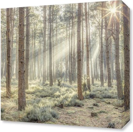 Zakito Posters Obraz 40x40cm Zamglony las z promieniami słońca Assaf Frank