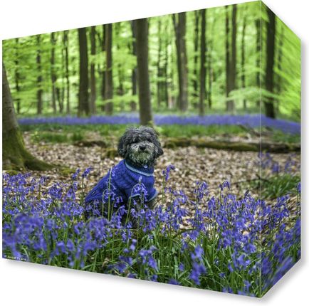 Zakito Posters Obraz 20x20cm Pies w lesie w otoczeniu niebieskich dzwonków Assaf Frank