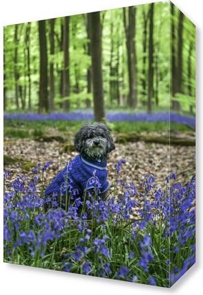 Zakito Posters Obraz 20x30cm Pies w lesie w otoczeniu niebieskich dzwonków Assaf Frank