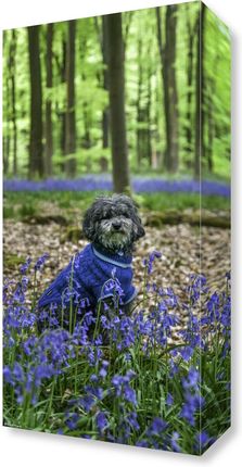 Zakito Posters Obraz 20x40cm Pies w lesie w otoczeniu niebieskich dzwonków Assaf Frank