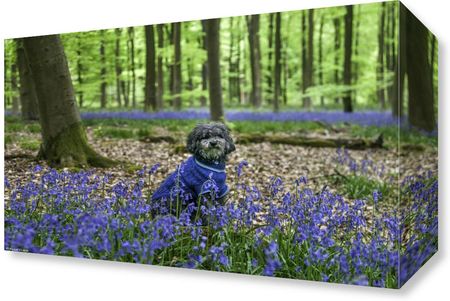 Zakito Posters Obraz 30x20cm Pies w lesie w otoczeniu niebieskich dzwonków Assaf Frank