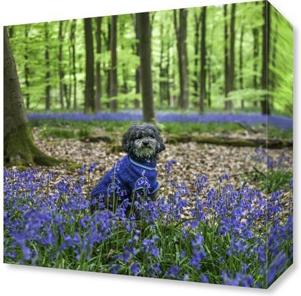 Zakito Posters Obraz 30x30cm Pies w lesie w otoczeniu niebieskich dzwonków Assaf Frank