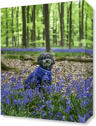 Zakito Posters Obraz 30x40cm Pies w lesie w otoczeniu niebieskich dzwonków Assaf Frank