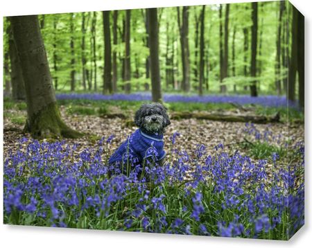 Zakito Posters Obraz 50x40cm Pies w lesie w otoczeniu niebieskich dzwonków Assaf Frank