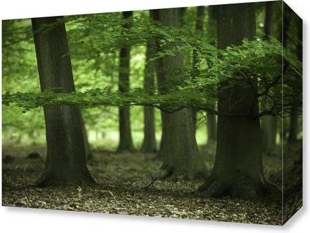 Zakito Posters Obraz 40x30cm Drzewa w lesie na wiosnę Assaf Frank