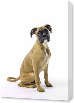 Zakito Posters Obraz 50x70cm Boxer szczeniak siedzący na białym tle Assaf Frank