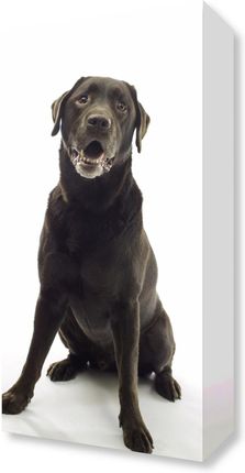 Zakito Posters Obraz 20x40cm Brązowy Labrador na białym tle Assaf Frank