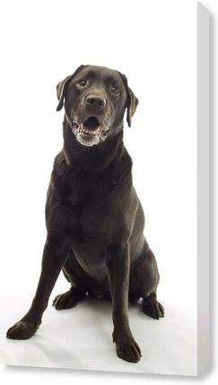 Zakito Posters Obraz 50x90cm Brązowy Labrador na białym tle Assaf Frank