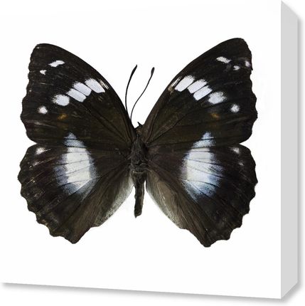 Zakito Posters Obraz 50x50cm Motyl na białym tle Assaf Frank