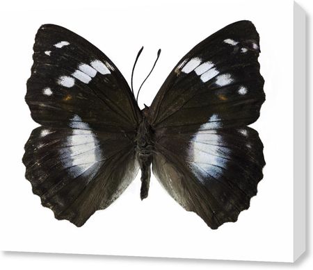 Zakito Posters Obraz 70x60cm Motyl na białym tle Assaf Frank