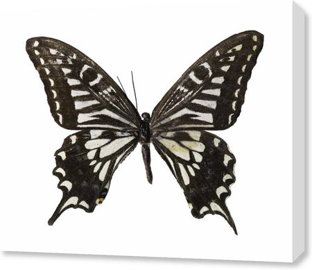 Zakito Posters Obraz 70x60cm Motyl na białym tle 3 Assaf Frank