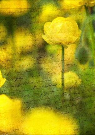 Zakito Posters Plakat 21x29,7cm Piękne żółte kwiaty anemonu w ogrodzie Assaf Frank