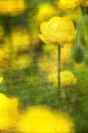 Zakito Posters Plakat 30x45cm Piękne żółte kwiaty anemonu w ogrodzie Assaf Frank