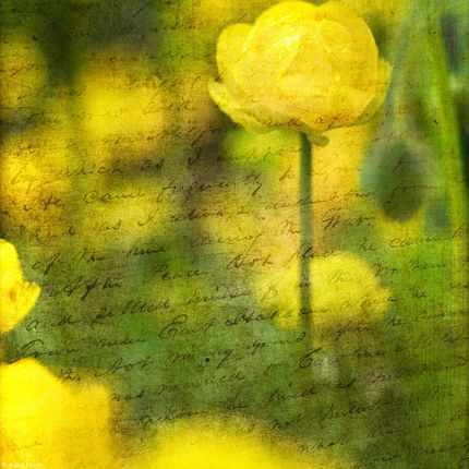 Zakito Posters Plakat 20x20cm Piękne żółte kwiaty anemonu w ogrodzie Assaf Frank