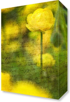 Zakito Posters Obraz 20x30cm Piękne żółte kwiaty anemonu w ogrodzie Assaf Frank