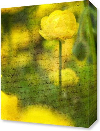 Zakito Posters Obraz 30x40cm Piękne żółte kwiaty anemonu w ogrodzie Assaf Frank