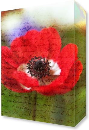 Zakito Posters Obraz 20x30cm Kolorowe kwiaty anemonów w ogrodzie Assaf Frank