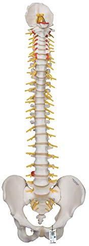 Osso Sacro Con Coccige 3B Scientific A70/6 – Modello Anatomico Realistico + App 3B Smart Anatomy - 2