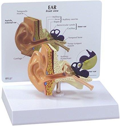 Drobne Akcesoria Medyczne Gpi Anatomicals Model Ucha